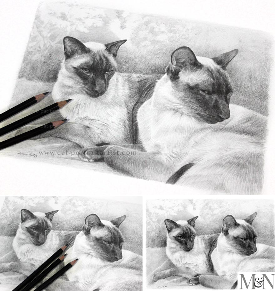 Cat Pencil Portraits