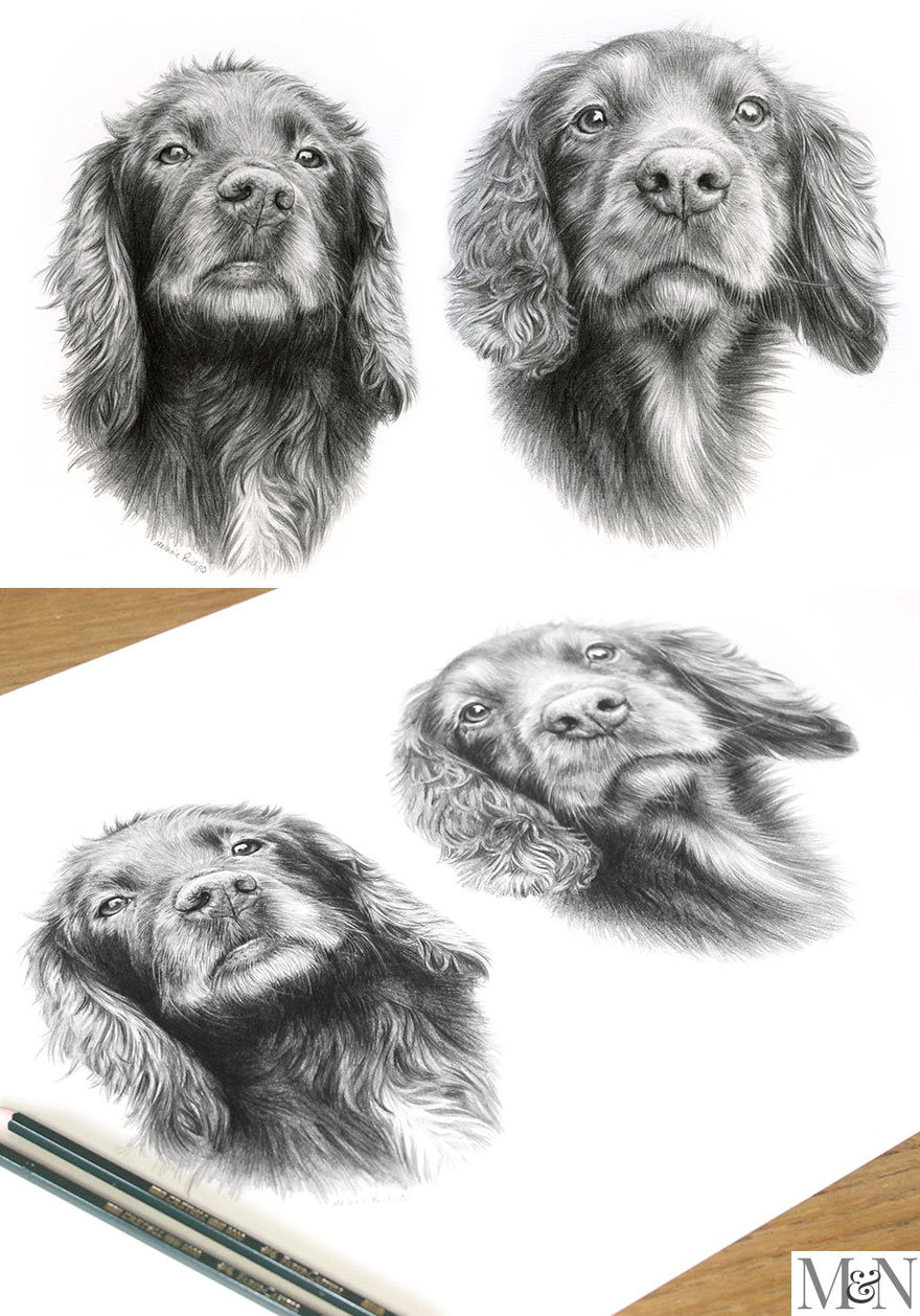 dog pencil pet portraits