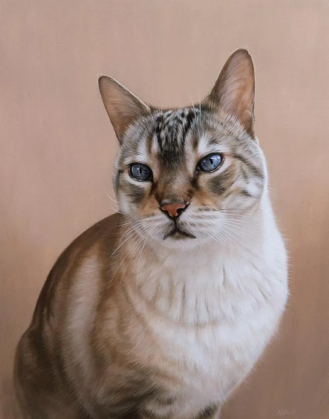 Bailey the cat, bespoke oil painting by Nicholas Beall