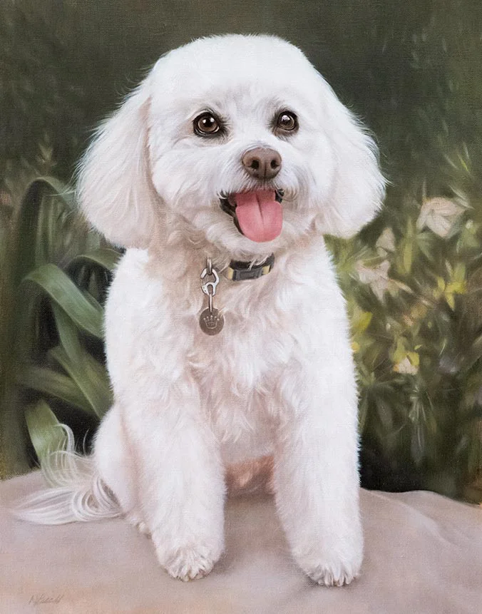 Lulu Bichon Frise dog oil painting by Nicholas Beall