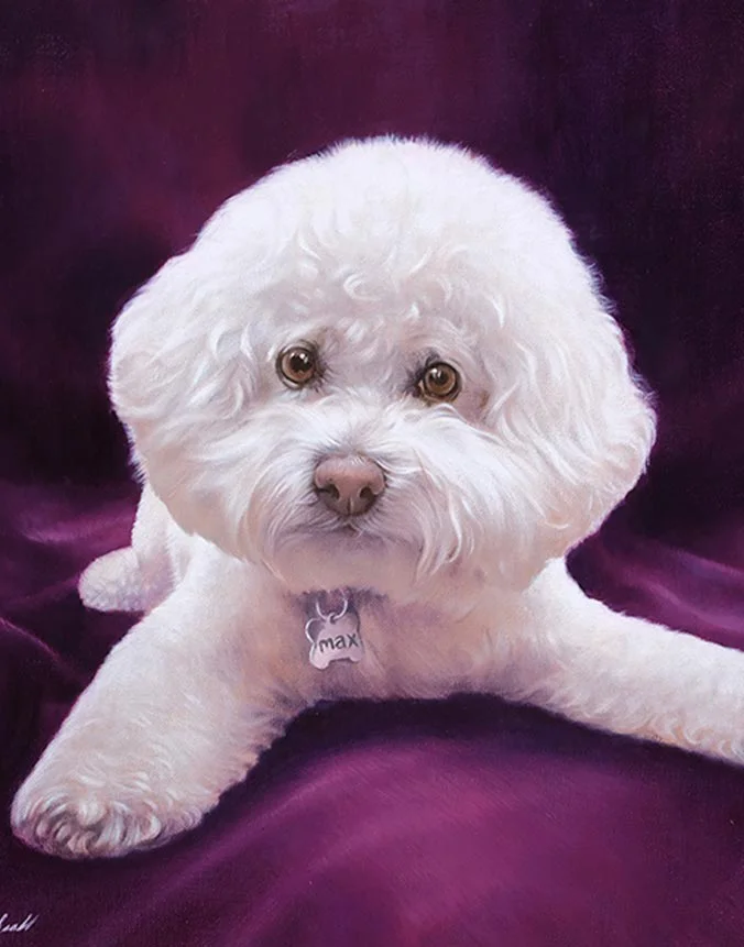Oil portrait of Max the Bichon Frise by Nicholas Beall