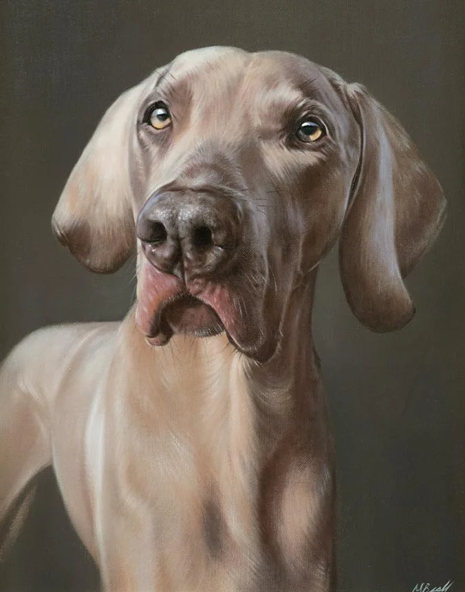 Keo Weimaraner dog oil painting by Nicholas Beall