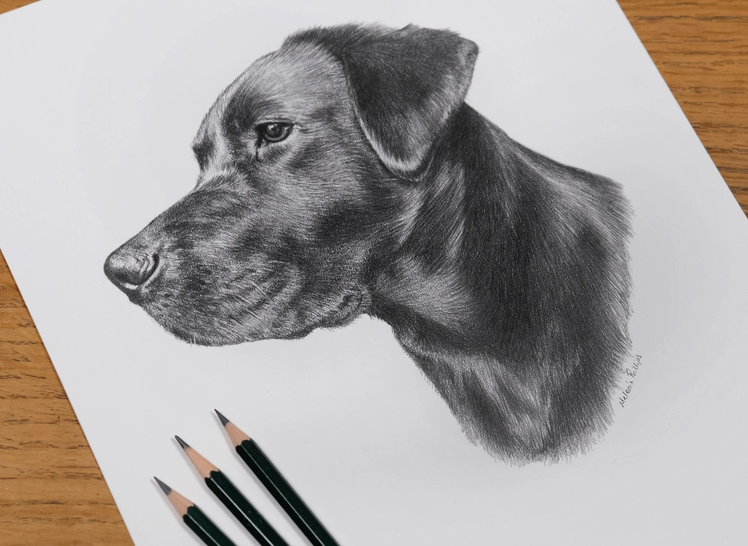 Pencil pet portraits memorial portraits by Melanie Phillips