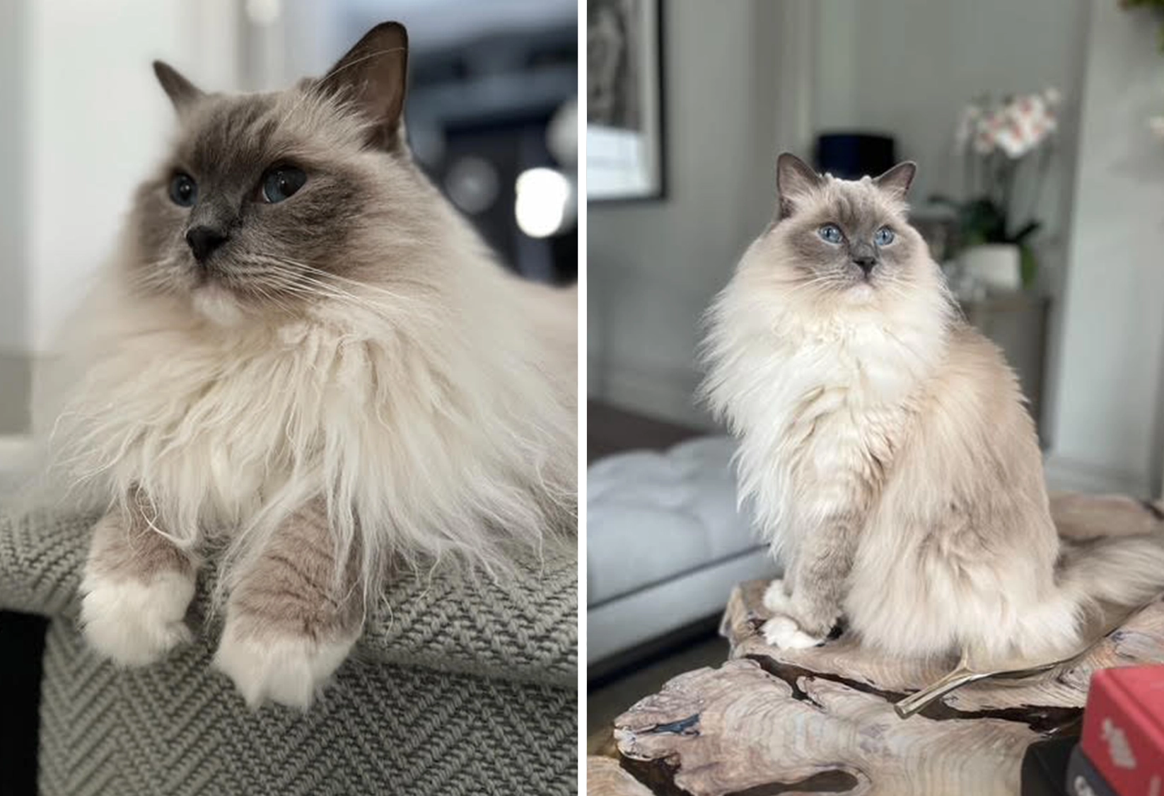 The perfect photos of cat