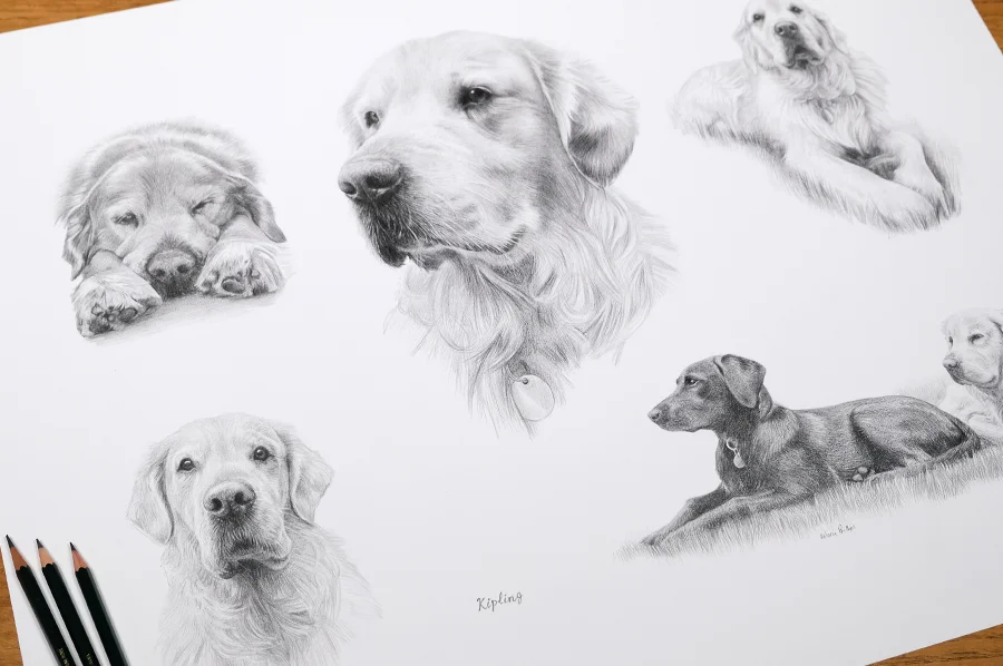 Example of Life Story Pencil Pet Portraits pricing, showcasing the style.