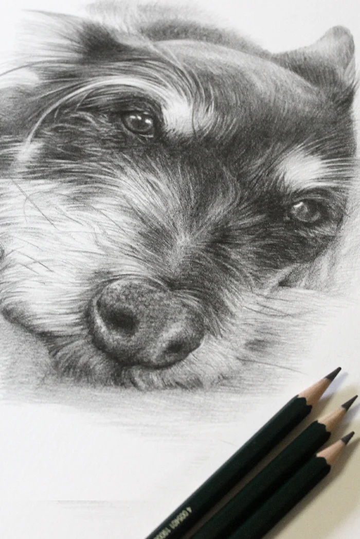 Head Study Pencil Drawing by Melanie Phillips Head Study Pencil Drawing by Melanie Phillips