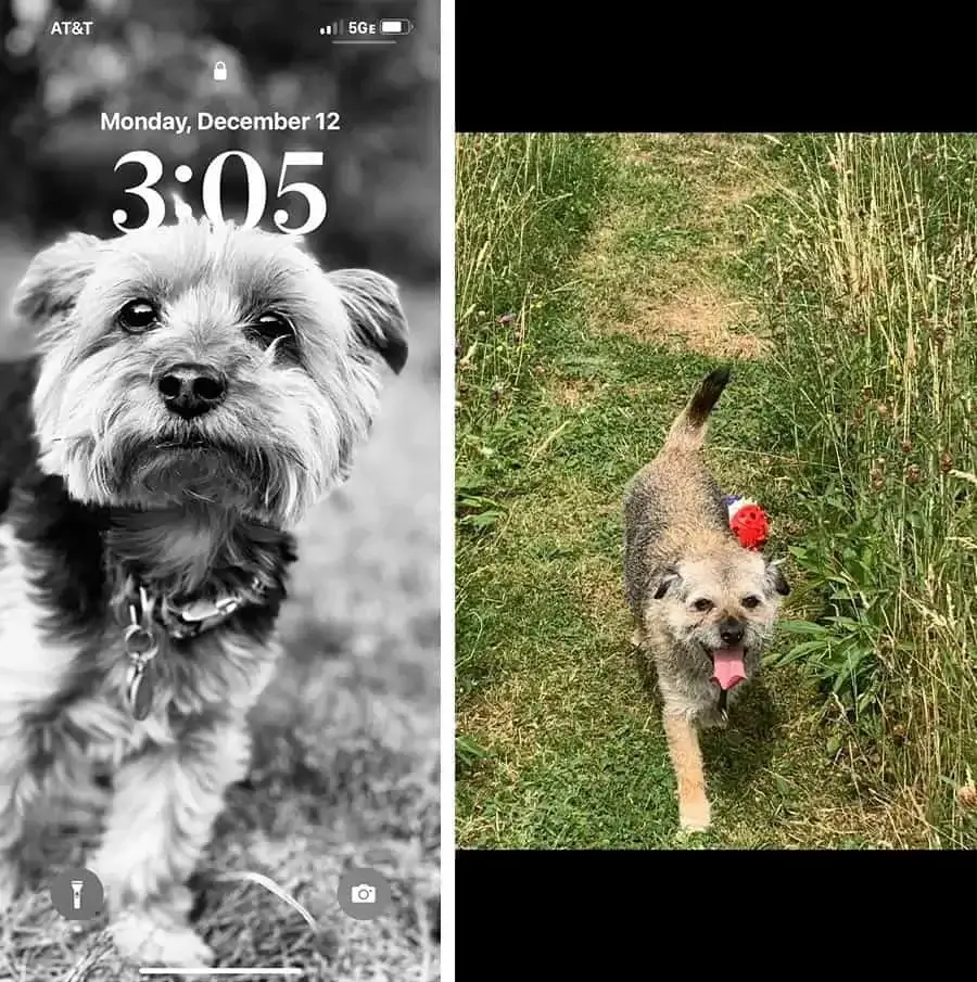 Send Original Full-Size Images for Pet Portraits Image illustrating why to avoid screenshots and send full-size, original image files directly from your camera or phone for best pet portrait results.