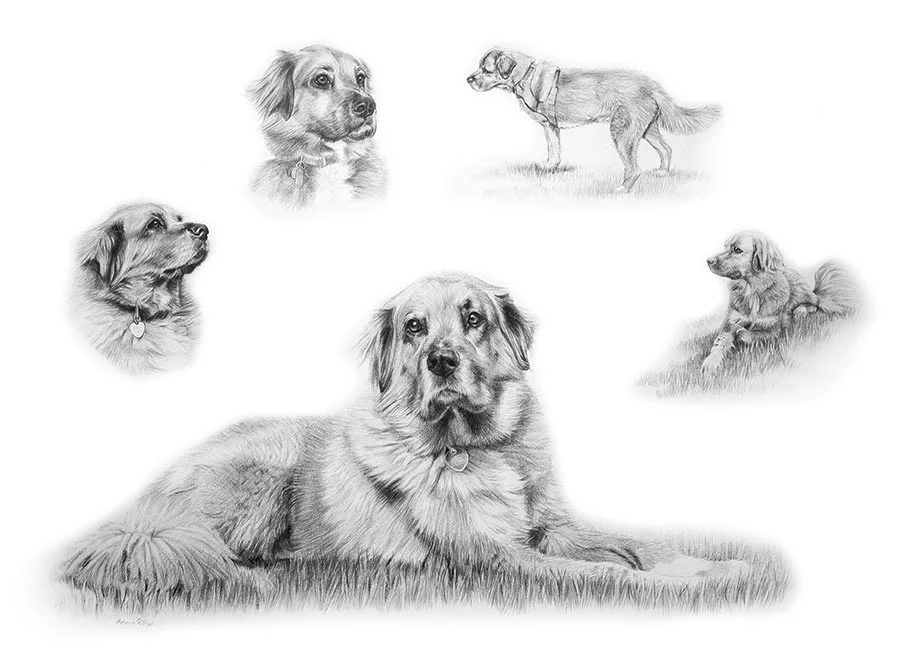 Mikey – Golden Retriever Pencil Life Story Portrait Life Story drawing of Mikey, a Golden Retriever, shown in treasured moments throughout his life.