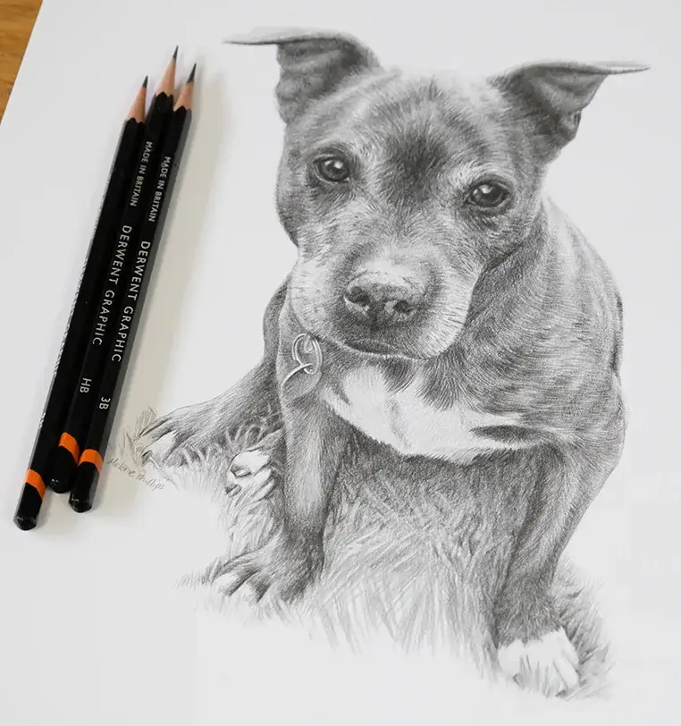 Memorial pet portrait pencil art honoring beloved companion, hand-drawn by Melanie Phillips