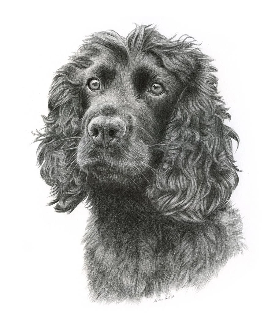 Brodie the Spaniel – Pet Portrait Pencil portrait of Brodie, a Spaniel, in a classic hand-drawn style.