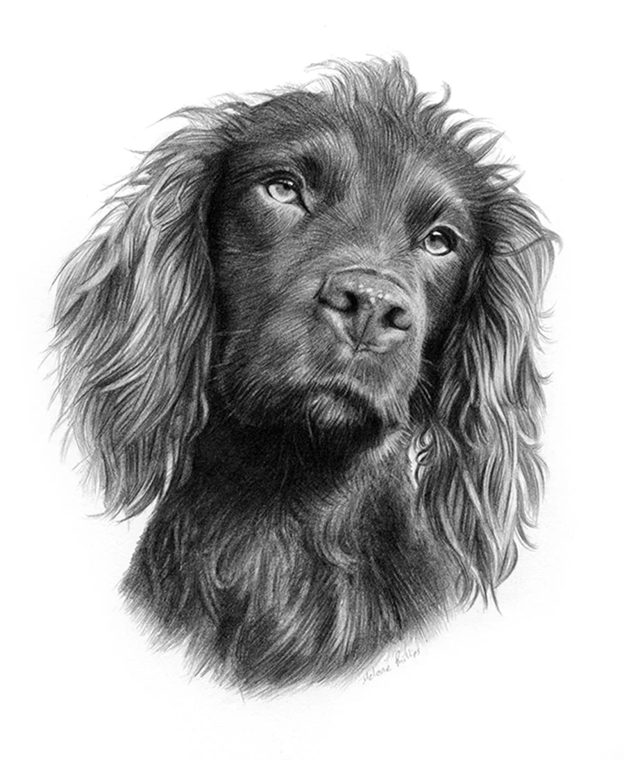 Moo the Cocker Spaniel – Pencil Portrait Pencil portrait of Moo, a Cocker Spaniel, capturing her charming expression.