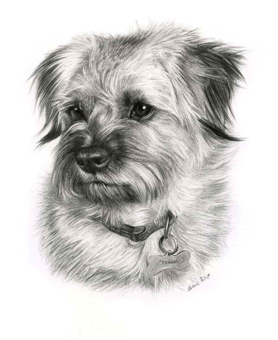 Teasel the Dog – Pencil Pet Portrait Pencil portrait of Teasel, a dog, capturing her playful expression.