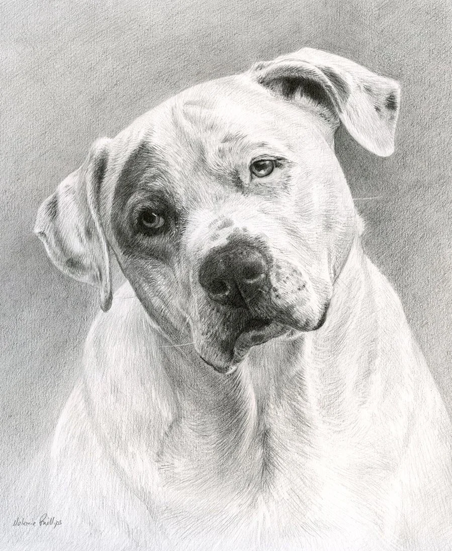 Dexter the Golden Retriever – Hand-drawn Portrait Classic pencil portrait of Dexter the Golden Retriever, hand-drawn from a photo, showing his warm expression.