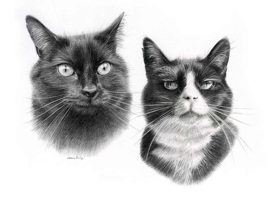 Pixie and Boots – Double Cat Pet Portraits Double pencil portrait of Pixie and Boots, two cats, sharing a single frame.