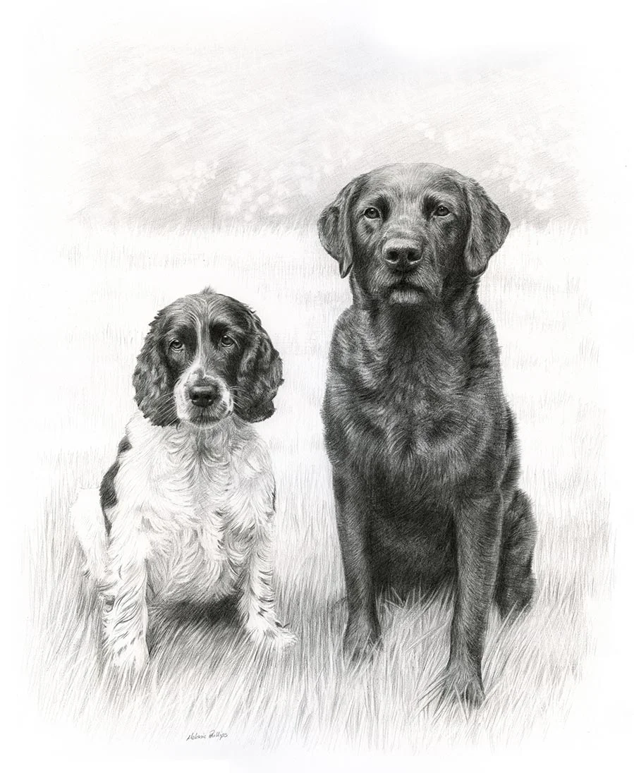 Stanley and Jarvis – Labrador Pet Portraits Double pencil portrait of Stanley and Jarvis, two Labradors, captured together.
