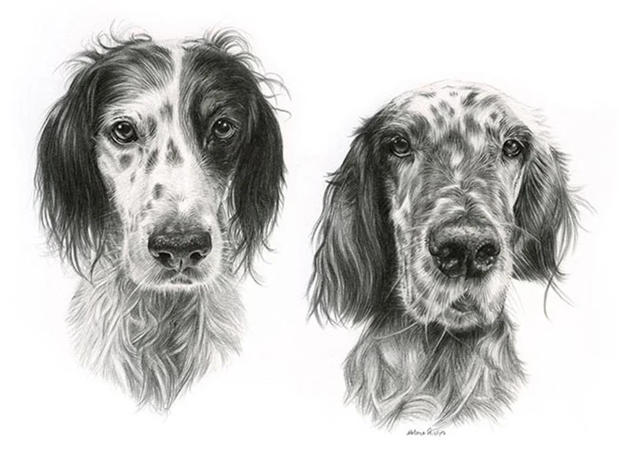 Violet and Gil – Dog Portraits Pencil portrait of Violet and Gil, two English Setters, in a dynamic composition.