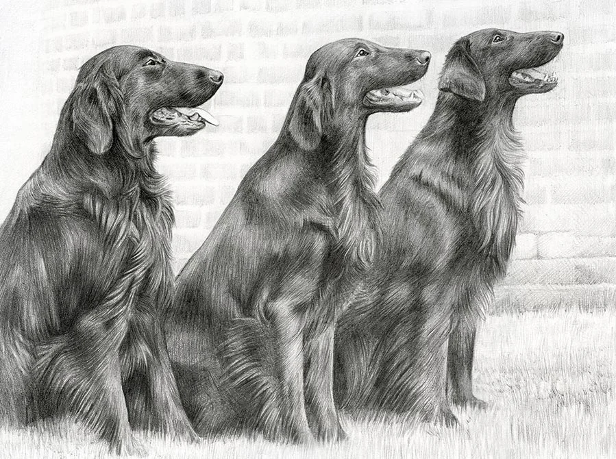 Jenson, Liffey, and Forrest – Flat Coated Retriever Pencil Portraits Pencil portrait featuring Jenson, Liffey, and Forrest, three Flat Coated Retrievers.