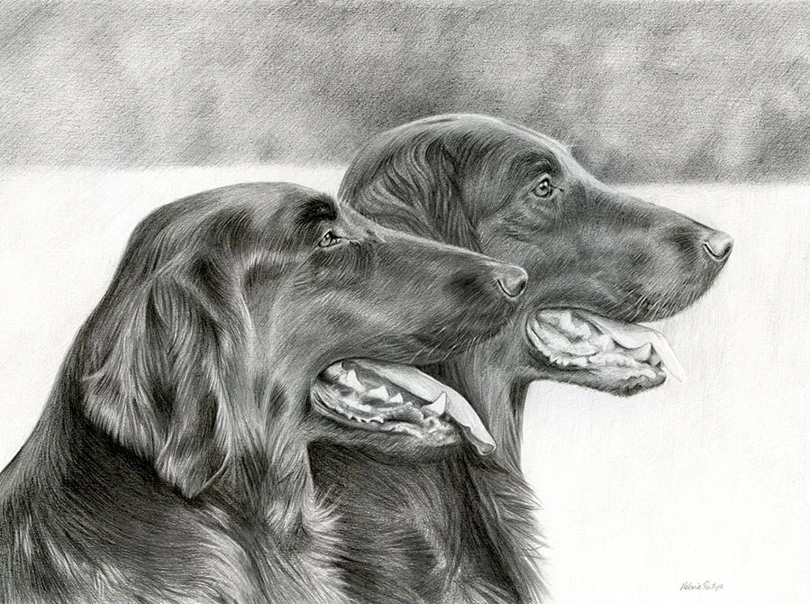 Maddie and Jacob – Flat Coated Retrievers Pet Portraits Pencil portrait of Maddie and Jacob, two Flat Coated Retrievers, in a natural pose.