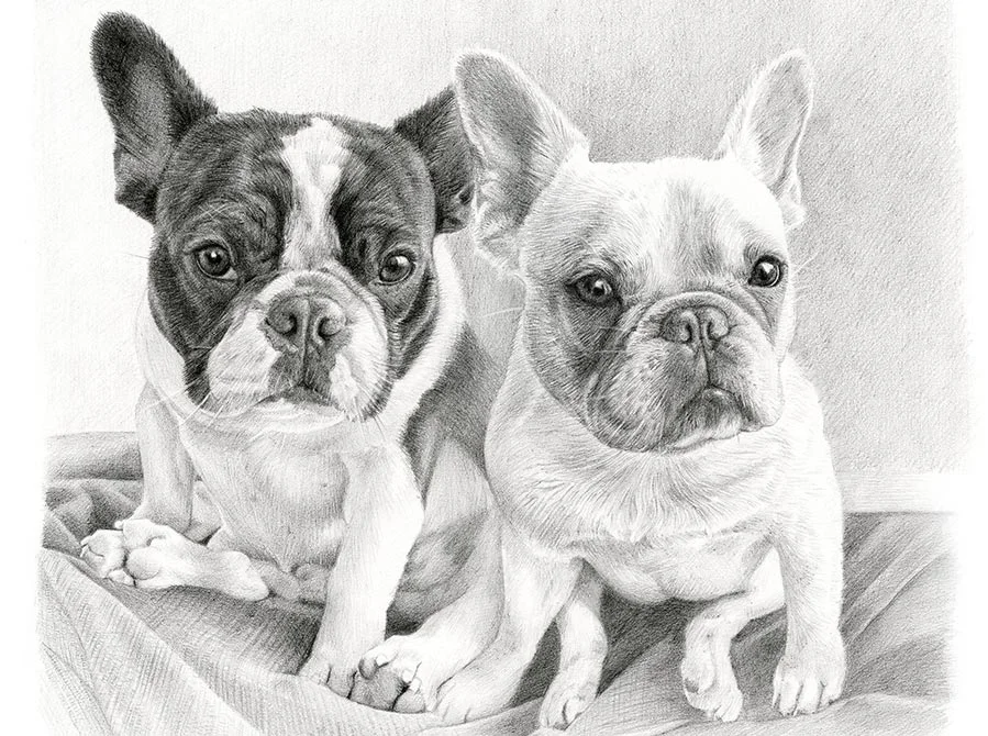 Jungi and Daisy – French Bulldog Portraits Pencil portrait of Jungi and Daisy, two French Bulldogs, captured together.