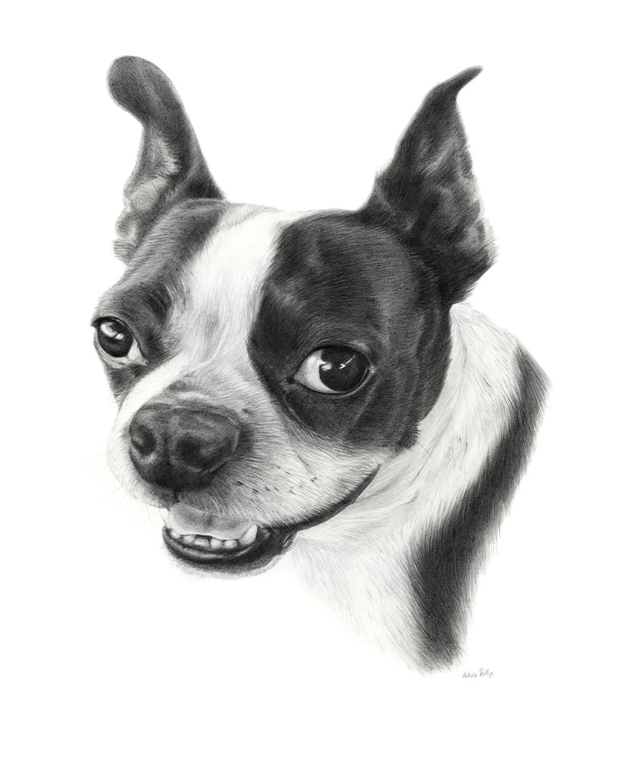Aspen the Boston Terrier – Pet Portrait Pencil portrait of Aspen, a Boston Terrier, showcasing her characteristic features.