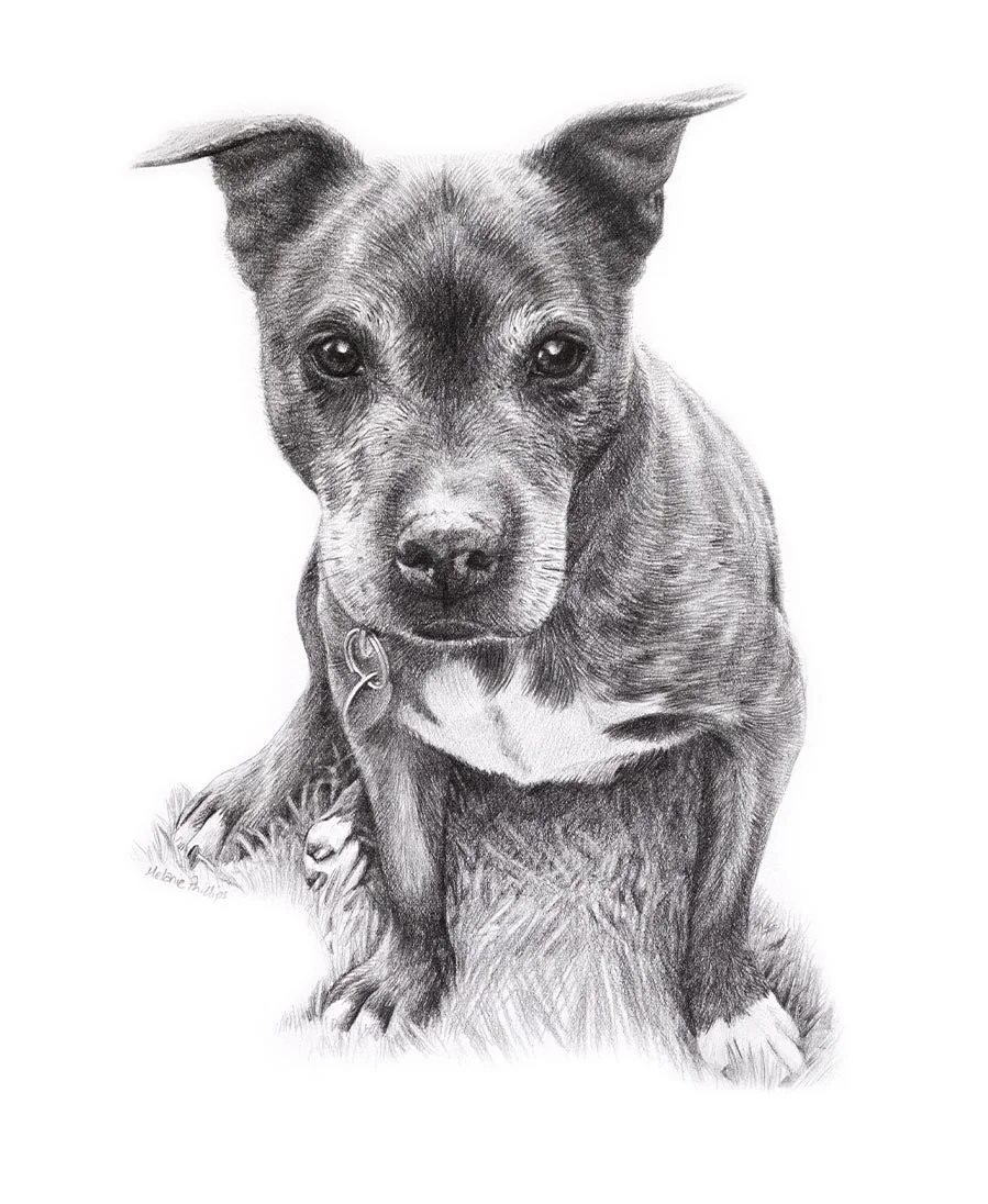 Stormy the Staffy – Traditional Hand-drawn Portrait Pencil drawing of Stormy, a Staffy, showcasing her strong features.