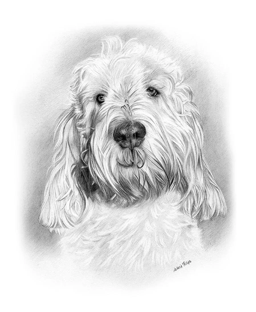 Bilbo – Grand Basset Griffon Vendeen Portrait Pencil portrait of Bilbo, a Grand Basset Griffon Vendeen, showing his expressive face.