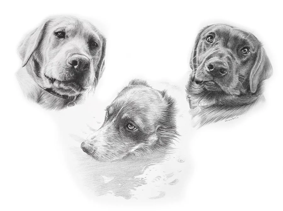 Winston, Alfie and Ziggy – Dog Pencil Pet Portraits Pencil portrait combining Winston, Alfie, and Ziggy, three dogs, in one detailed drawing.