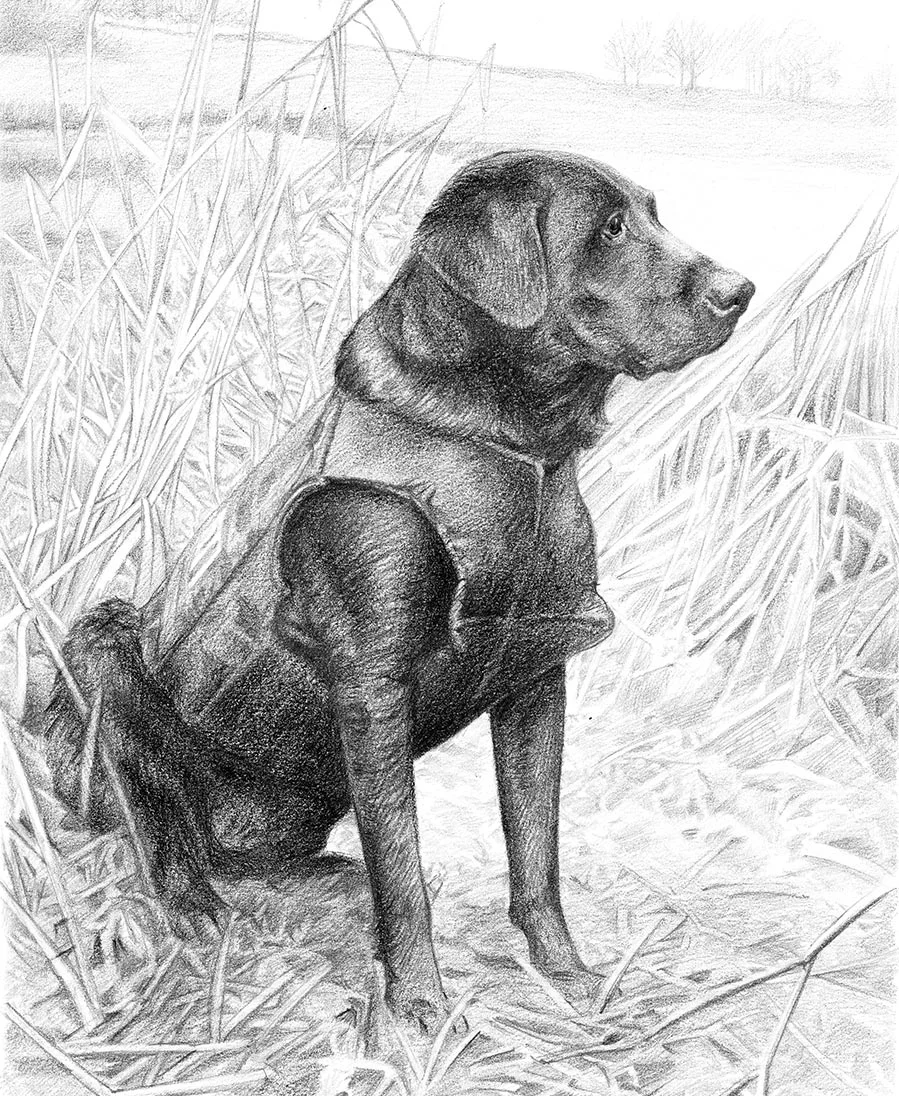 Kirby the Retriever – Pet Portrait Pencil portrait of Kirby, a Retriever, capturing his loyal expression.
