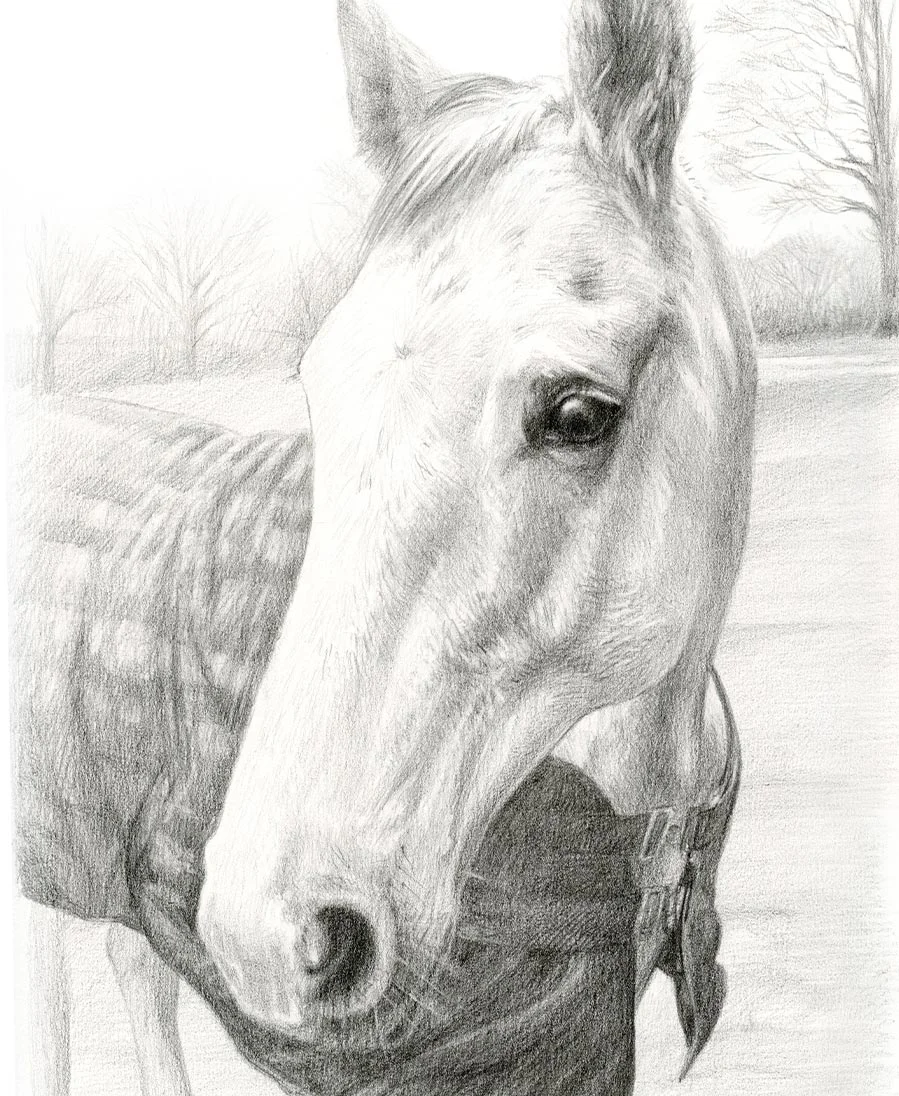 Al the Horse – Portrait Pencil portrait of Al, a horse, highlighting his distinct features and mane.