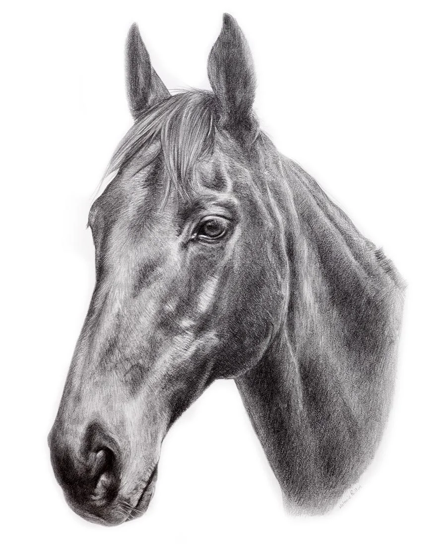 Duker the Horse – Portrait Pencil portrait of Duker, a horse, showcasing his elegant form and gentle eyes.
