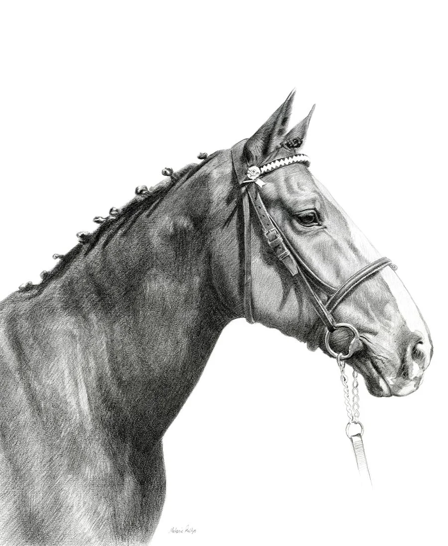 Jenkins the Horse – Portrait Pencil portrait of Jenkins, a horse, in a detailed and expressive style.