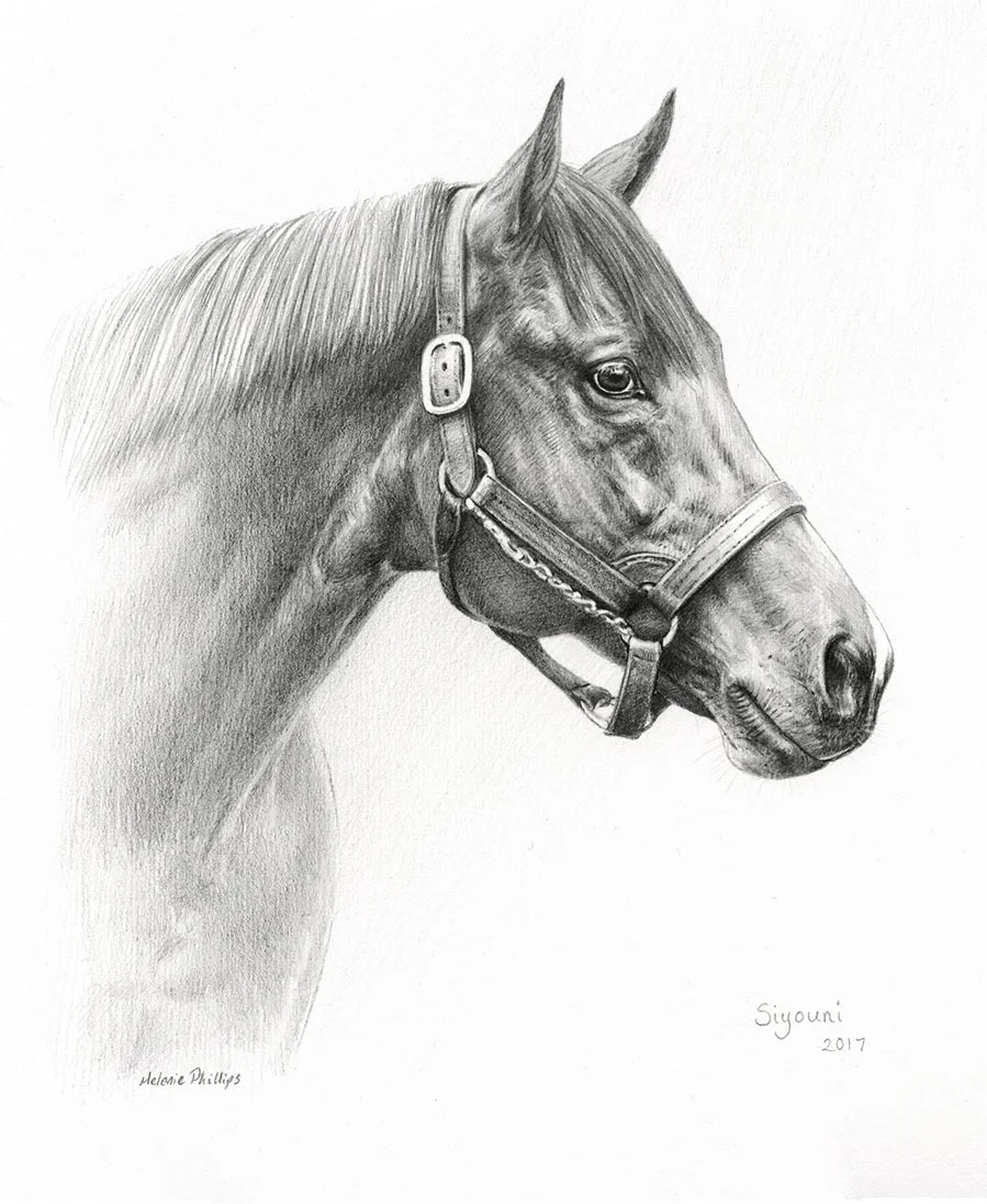 Siyoni – Horse Pet Portrait Pencil portrait of Siyoni, a horse, showcasing her elegant profile.