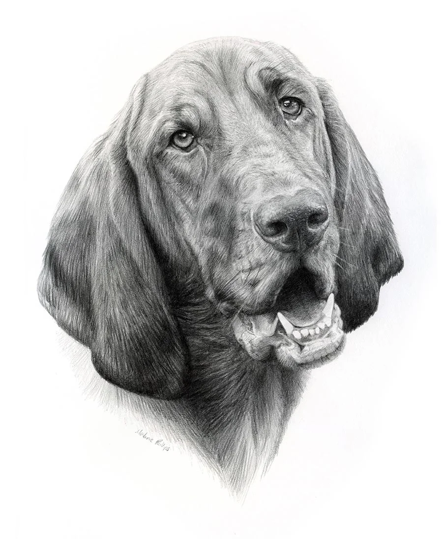 Daisy – Pet Portrait Pencil portrait of Daisy, a dog, capturing her distinctive features.