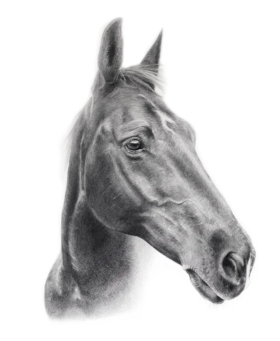 Flash – Horse Pet Portrait Pencil portrait of Flash, a horse, in a detailed hand-drawn style.