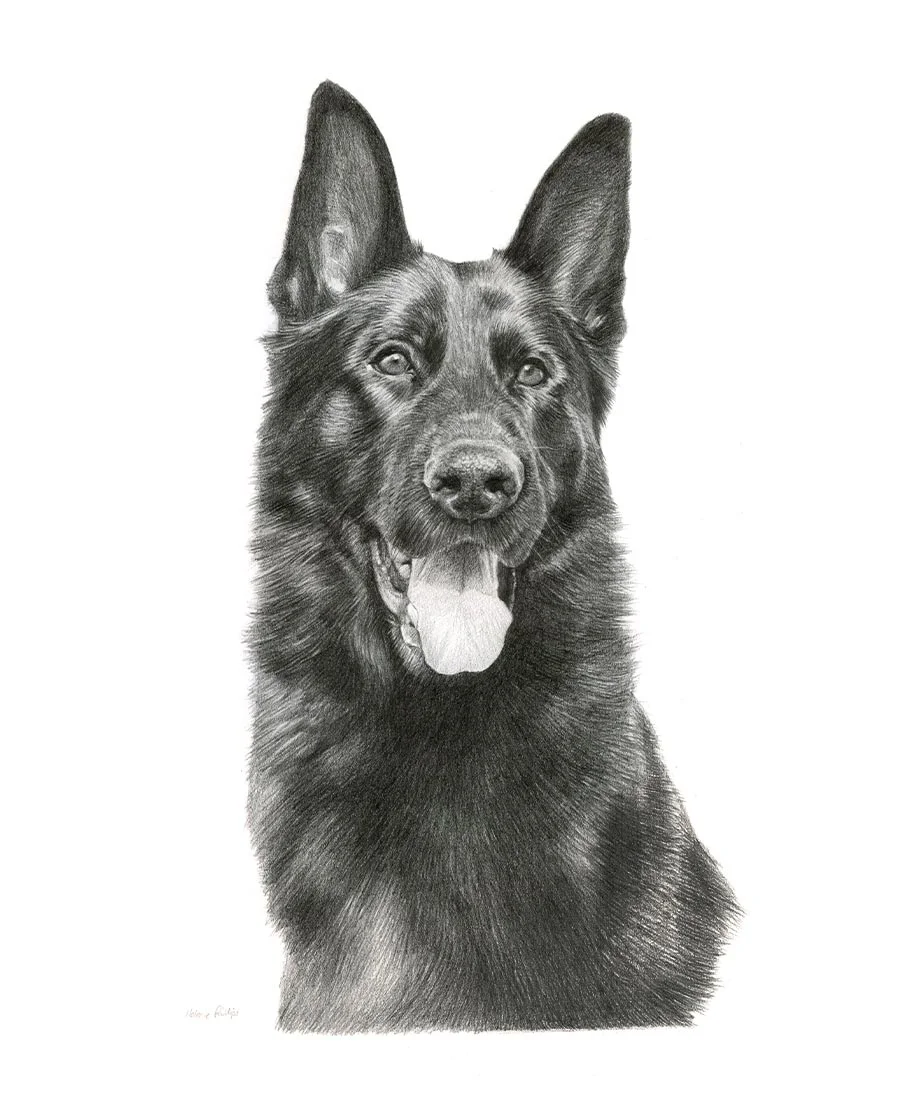 Django the Dog – Portrait Pencil portrait of Django, a dog, in a realistic hand-drawn style.