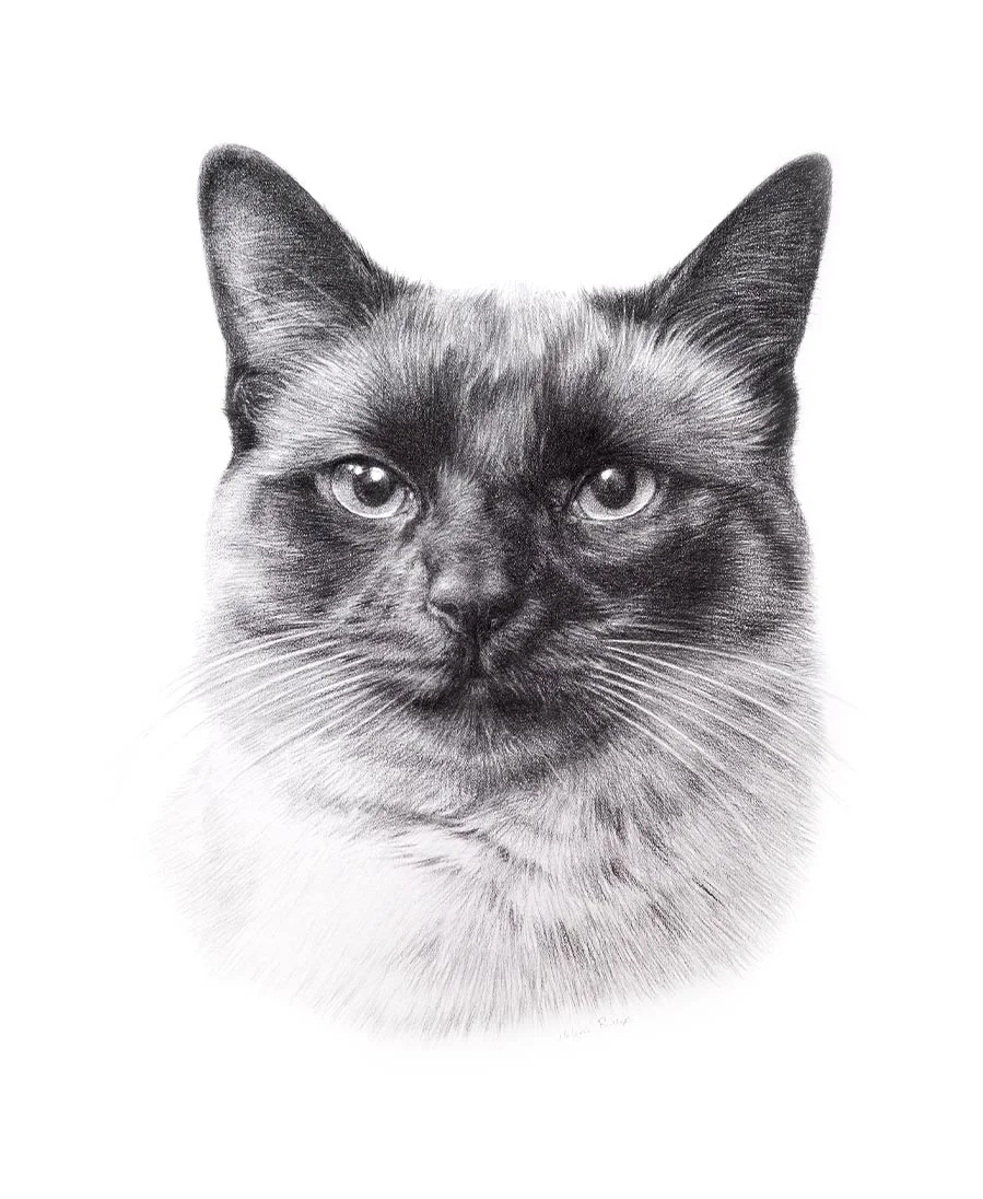 Swiffer the Cat – Traditional Drawing Portrait Pencil drawing of Swiffer the cat, capturing his feline grace.