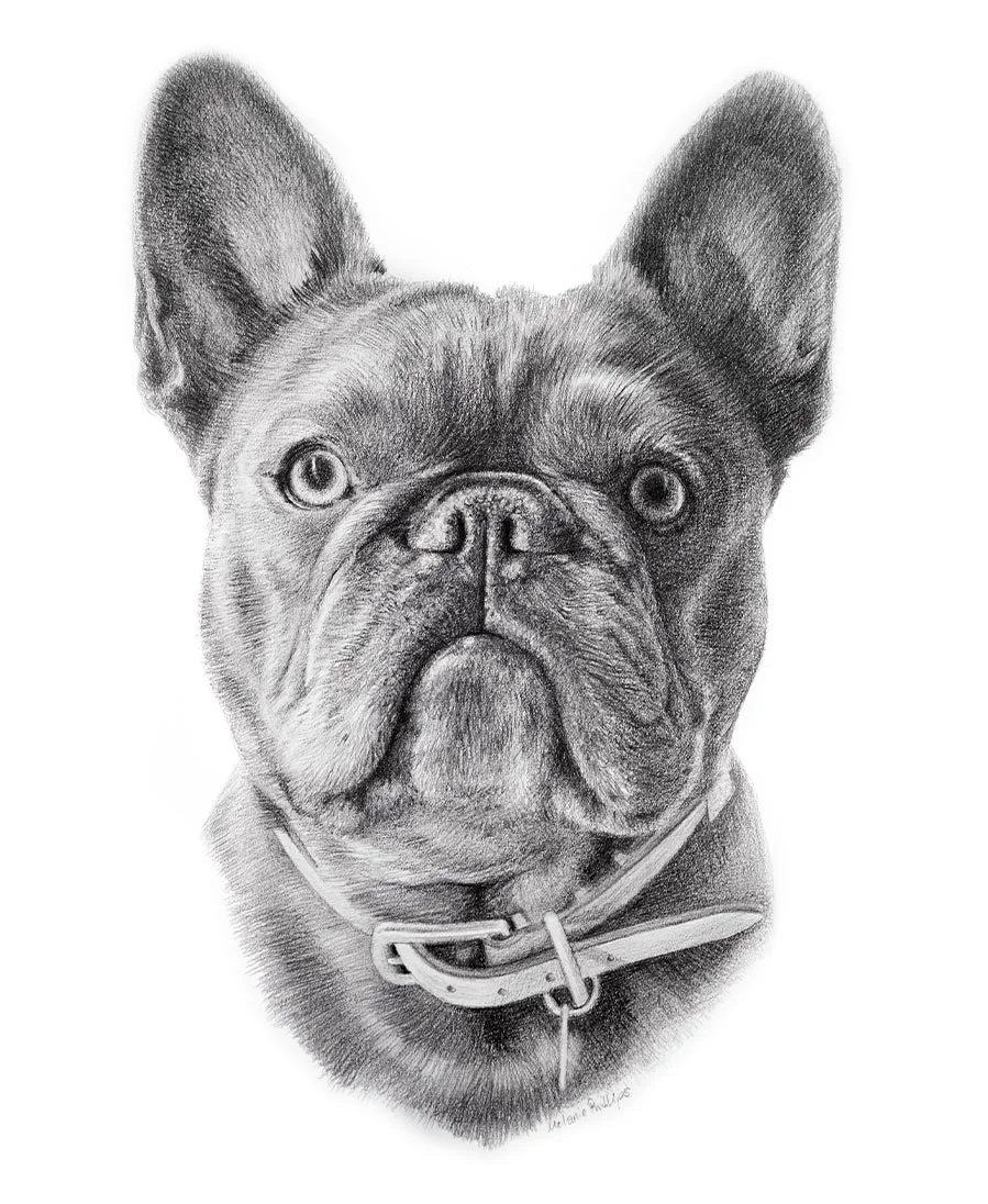 Memphis the Dog – Traditional Hand-drawn Portrait Pencil drawing of Memphis, a dog, in a traditional hand-drawn style.
