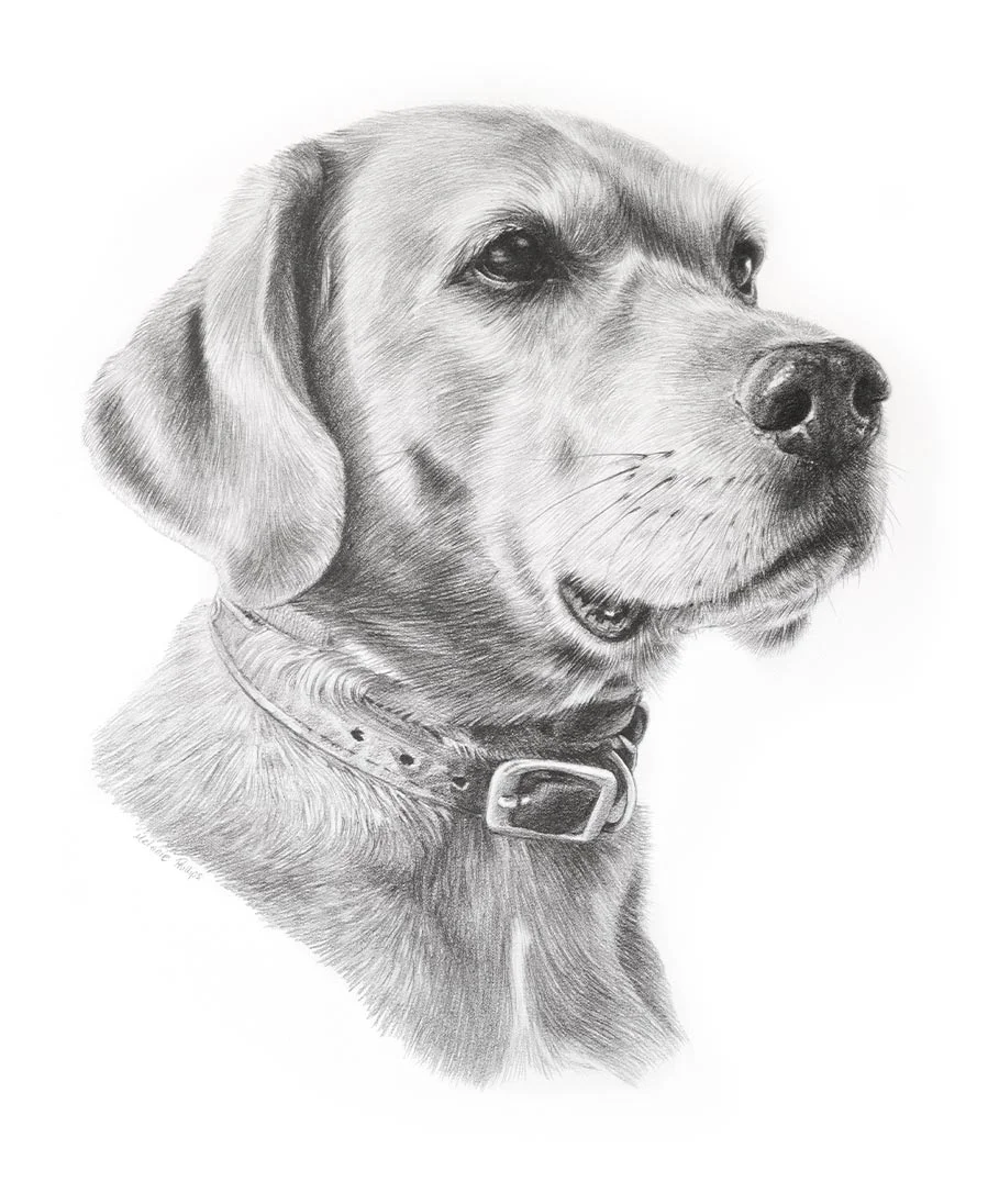 Rusty the Rhodesian Ridgeback – Pet Portrait Pencil portrait of Rusty, a Rhodesian Ridgeback, capturing his noble and strong presence.