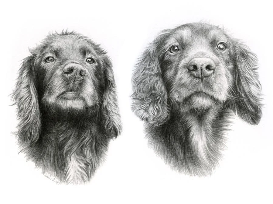 Jenny and Fern – Spaniel Pet Portraits in Pencil Pencil portrait of Jenny and Fern, two Spaniels, combined in one detailed drawing.