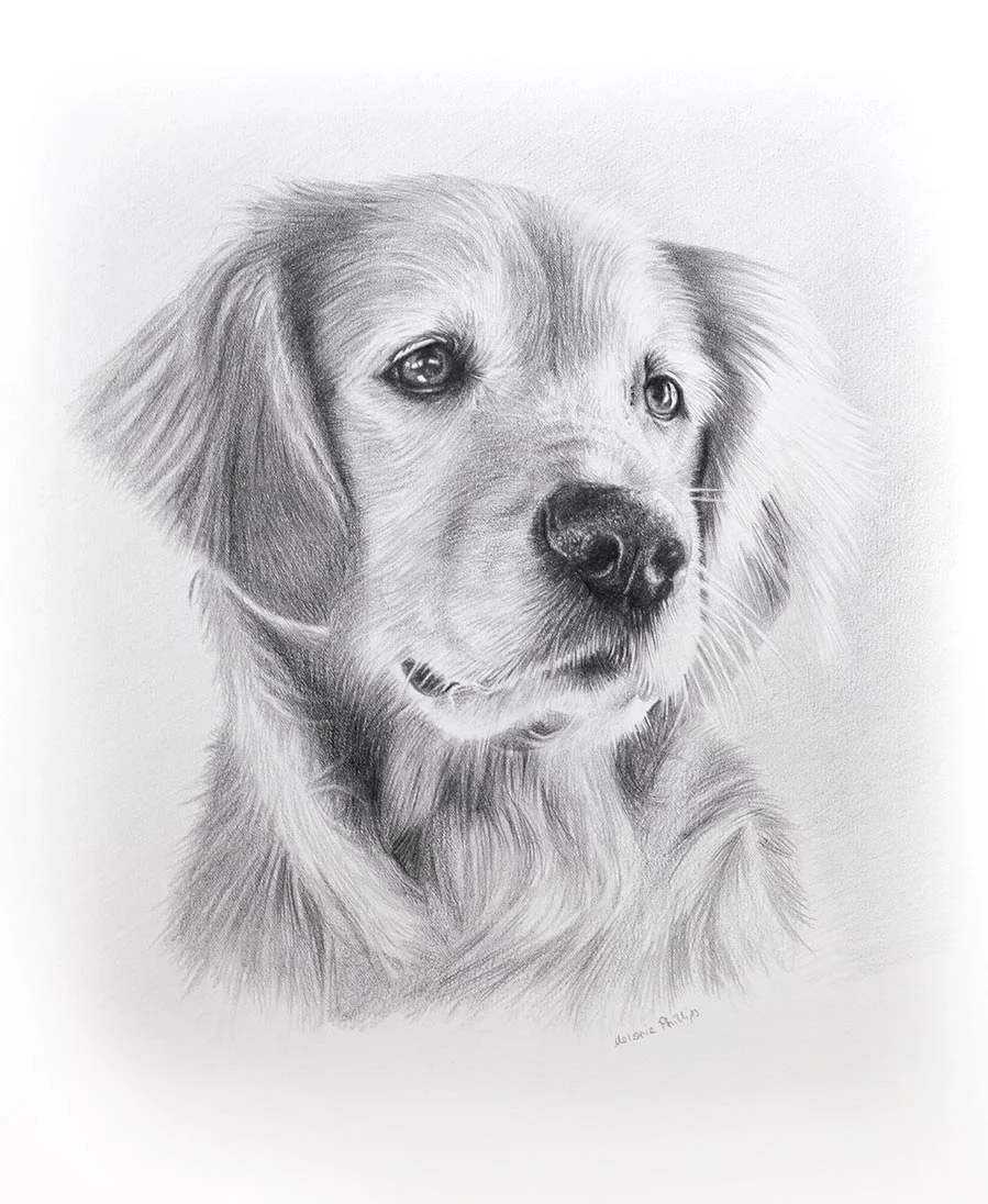 Sam the Golden Retriever – Hand-drawn Portrait Classic pencil portrait of Sam the Golden Retriever, hand-drawn by Melanie Phillips from a favourite photo, showing his expressive eyes.