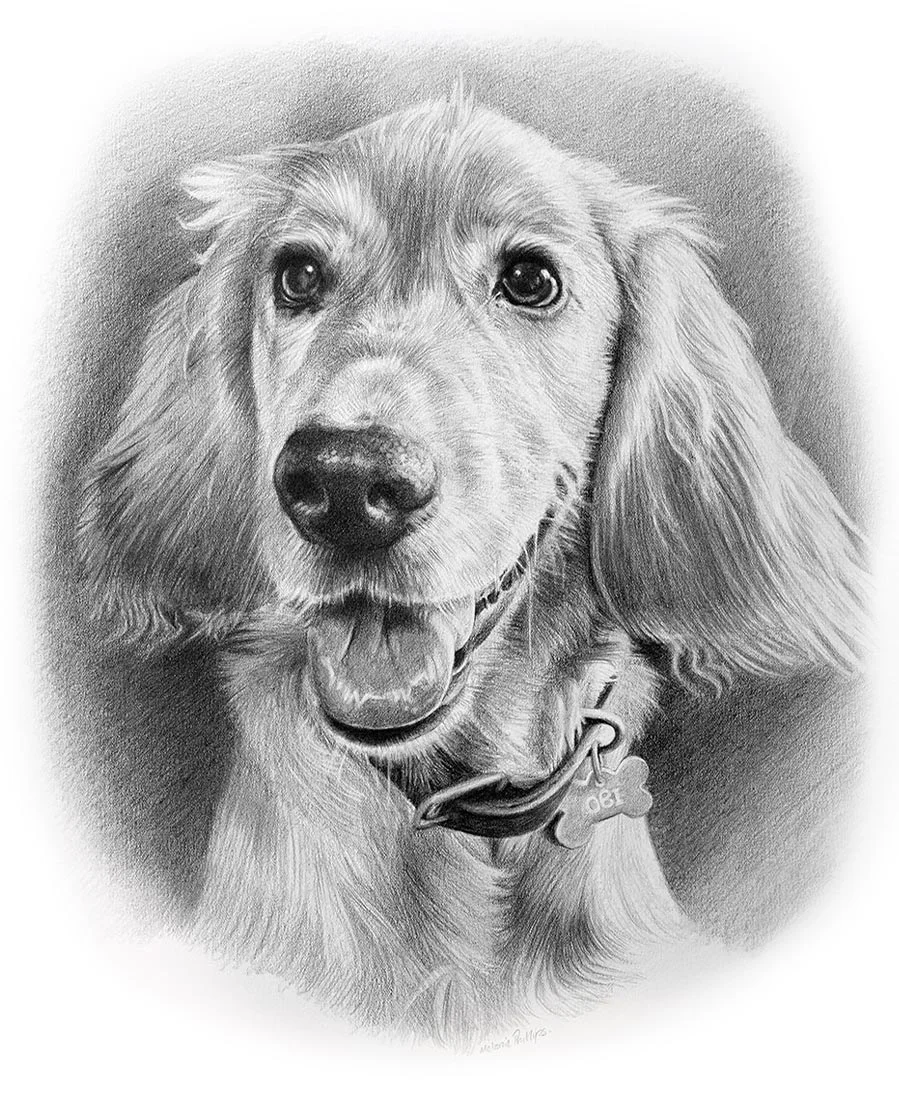 Obi the Golden Cockerpoo – Pencil Portrait by Melanie Phillips Golden Cockerpoo pencil portrait of Obi, hand-drawn in graphite by UK pet artist Melanie Phillips. The portrait captures Obi's friendly expression.