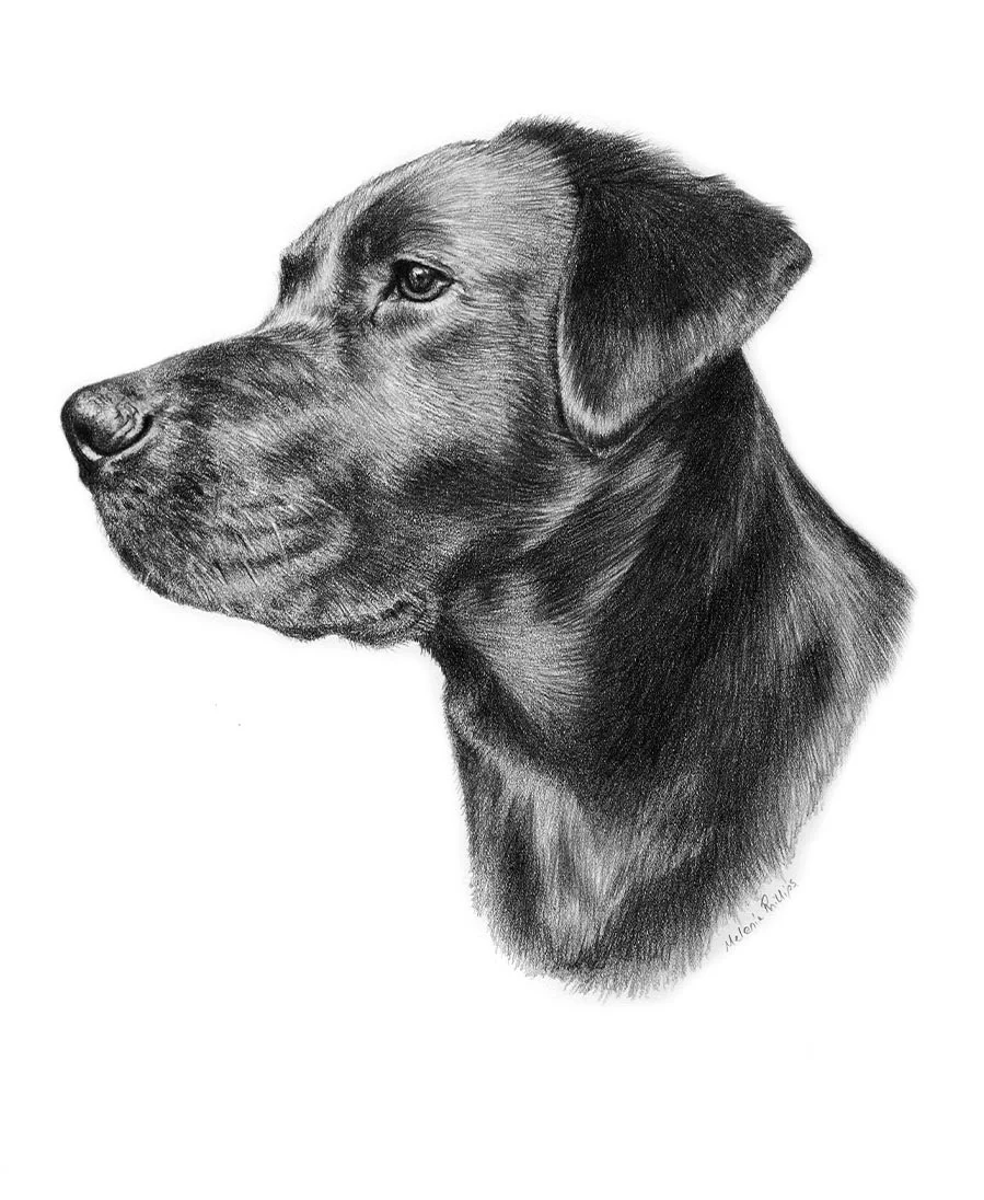 Betty the Black Labrador – Custom Portrait Custom pencil portrait of Betty, a Black Labrador, created as a special gift, showcasing her gentle expression.