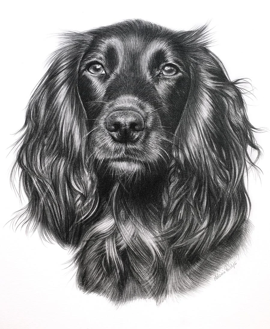 Widgeon the Cocker Spaniel – Realistic Pencil Portrait Realistic pencil portrait of Widgeon the Cocker Spaniel, hand-drawn by UK artist Melanie Phillips, showing the dog's detailed fur.