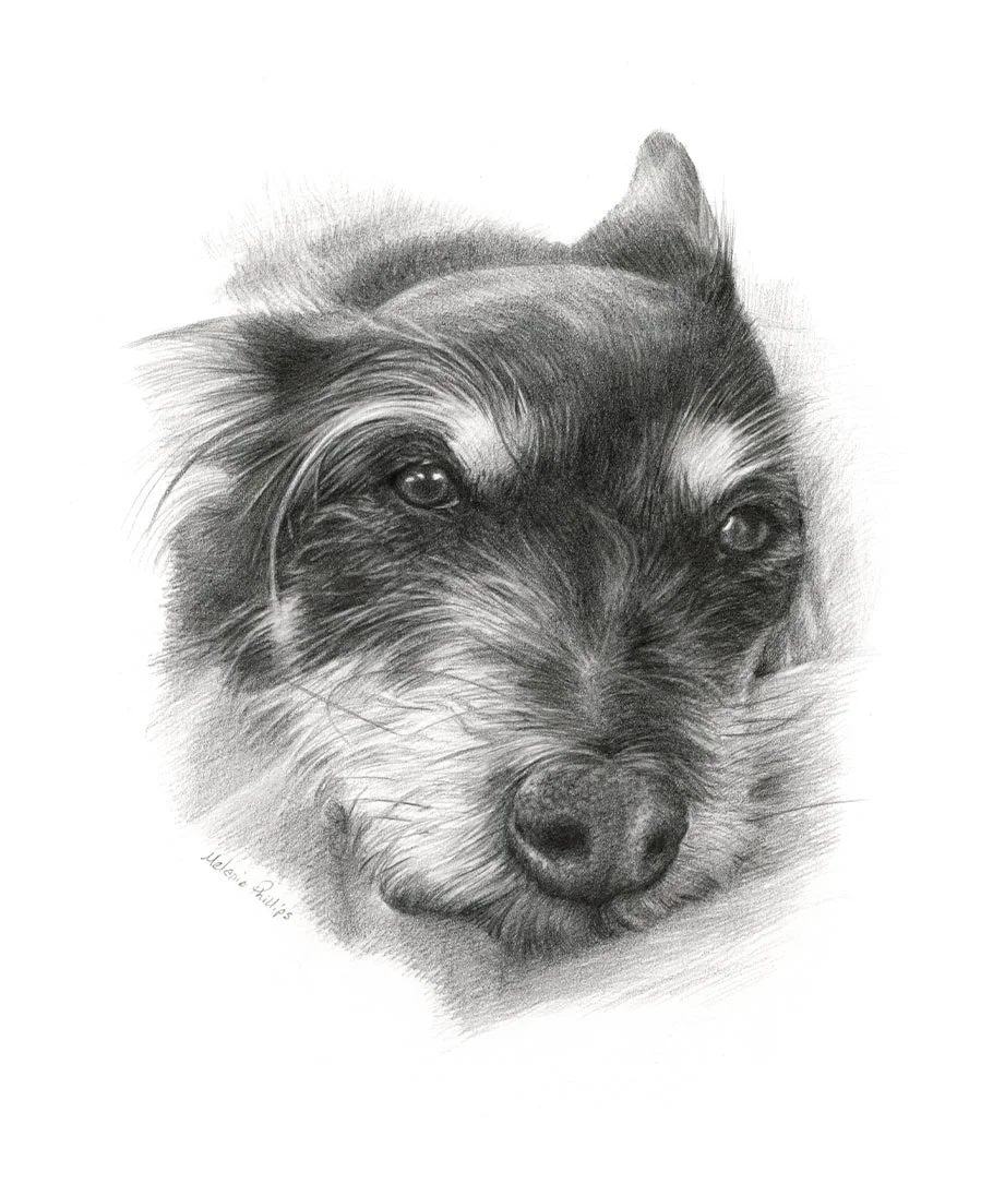 Biscuit the Terrier – Pencil Pet Portrait Detailed pencil portrait of Biscuit, a Terrier dog, showcasing fine fur details.