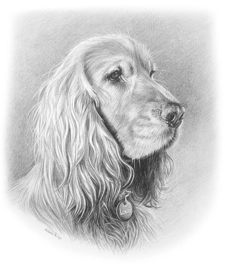 Louis the Cocker Spaniel – Realistic Pencil Drawing Realistic pencil drawing of Louis, a Cocker Spaniel, custom hand-drawn with expressive eyes.