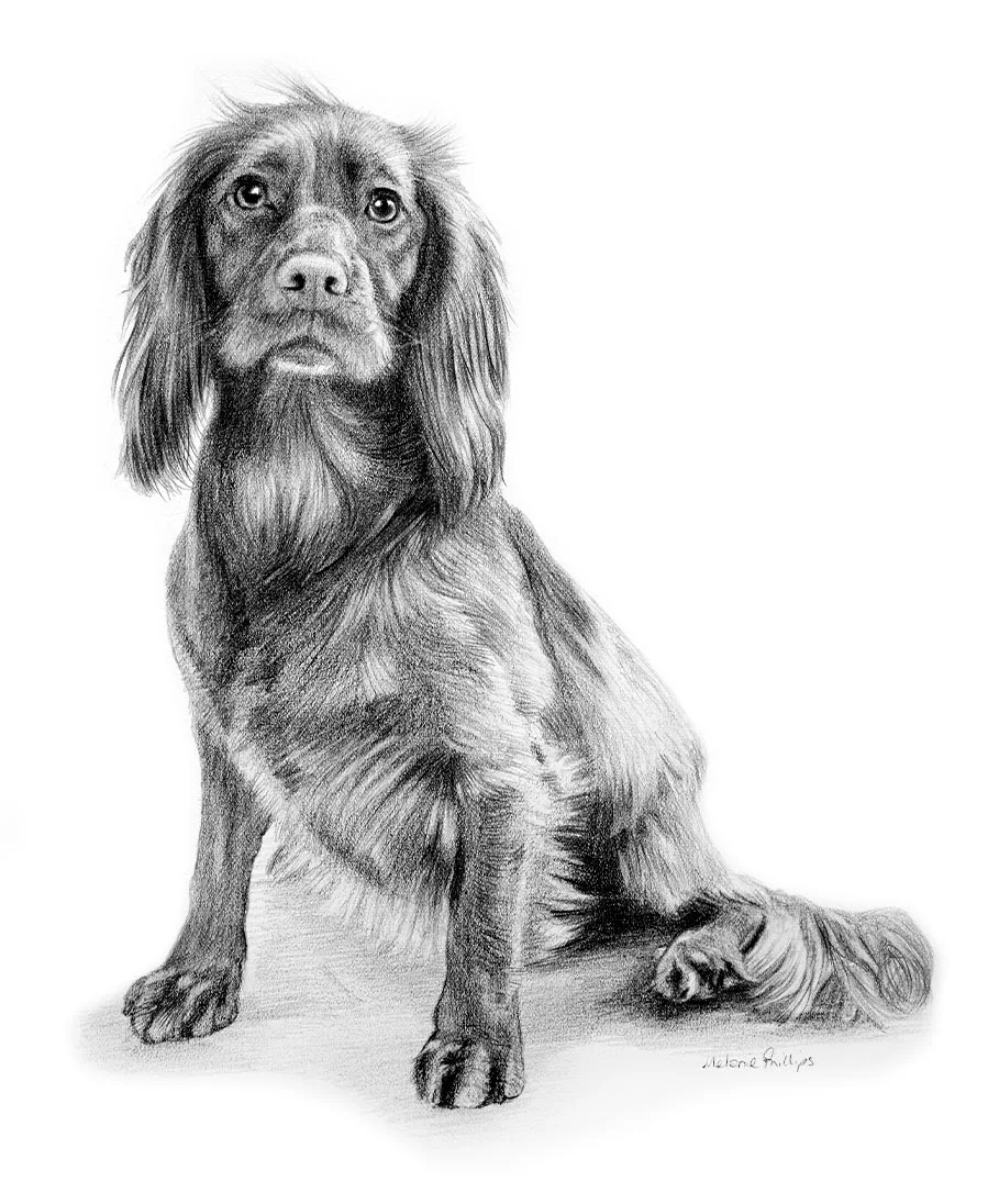 Mollie the Cocker Spaniel – Full Body Pencil Portrait Full-body pencil portrait of Mollie the Cocker Spaniel, drawn by Melanie Phillips, showing her elegant pose.