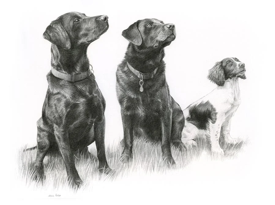 Dexter, Tui, and Purdey – Triple Pet Portraits Triple pencil portrait featuring Dexter, Tui, and Purdey, Black Labradors, in a single composition.