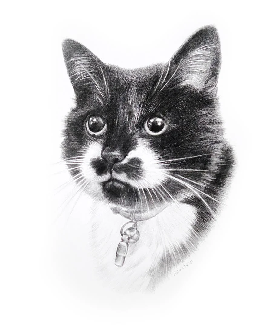 Meg the Cat – Pet Portrait Custom pencil drawing of Meg, a beloved family cat, capturing her gentle expression.
