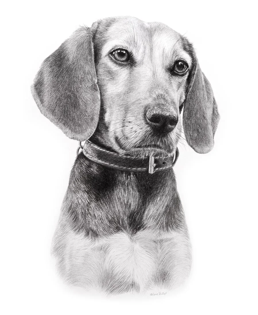 Flippette's Portrait by Melanie Phillips Head and chest pencil portrait of Flippette the dog, drawn by Melanie Phillips, highlighting her fur texture.