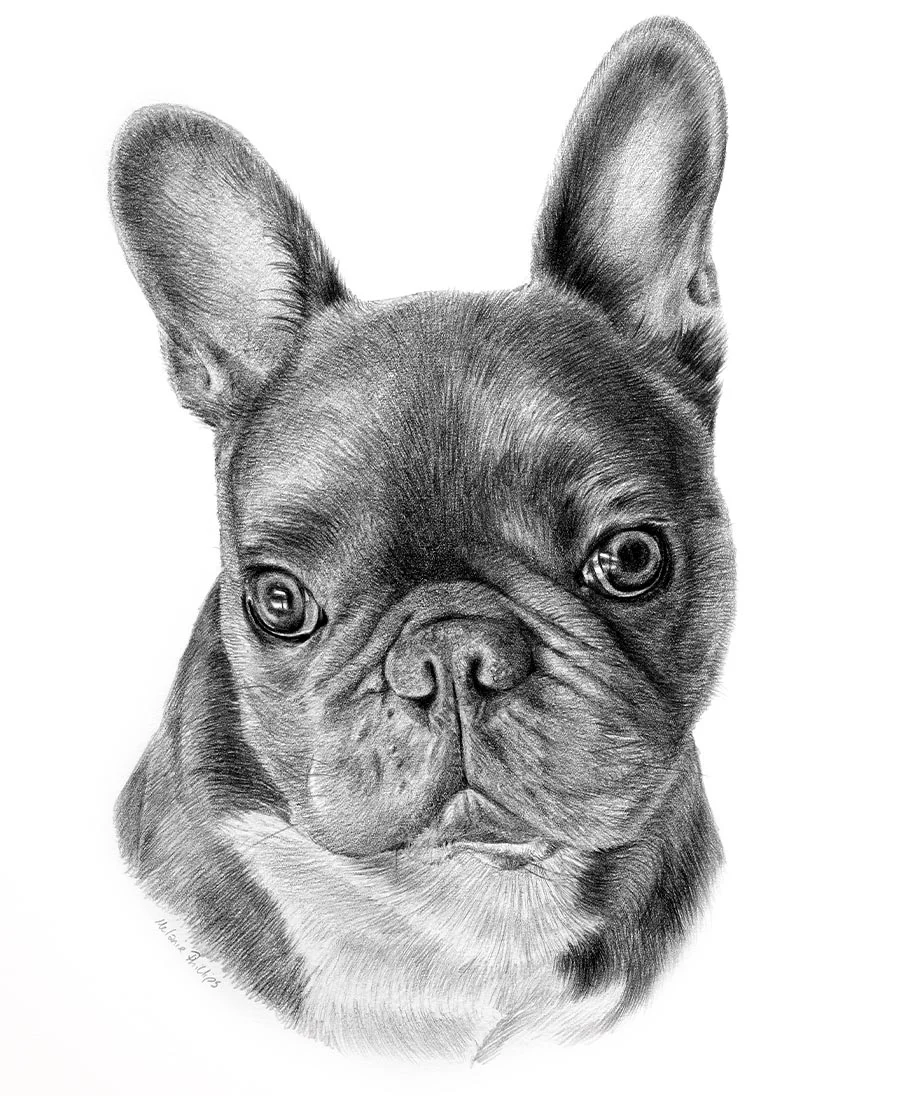 Leon the French Bulldog – Pencil Portrait Pencil portrait of Leon the French Bulldog, drawn by Melanie Phillips, capturing his unique features.